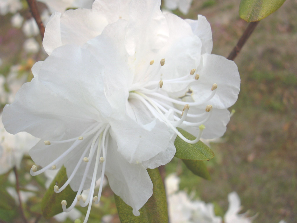 ツツジ Rhododendron cvs.