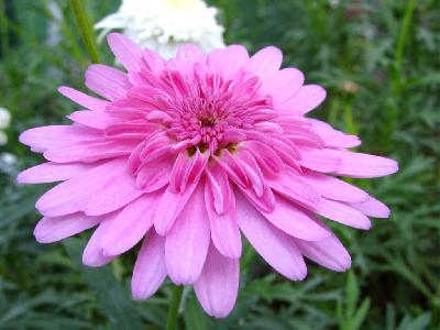 いわみざわ公園のスプレーギク