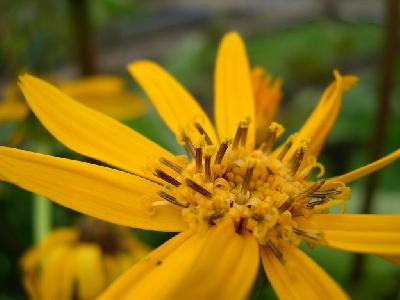 北大植物園のエゾタカラコウ
