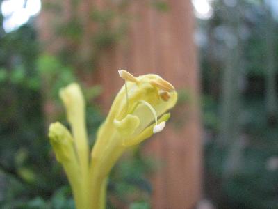 サンガーデンのヒメノウゼンカズラ