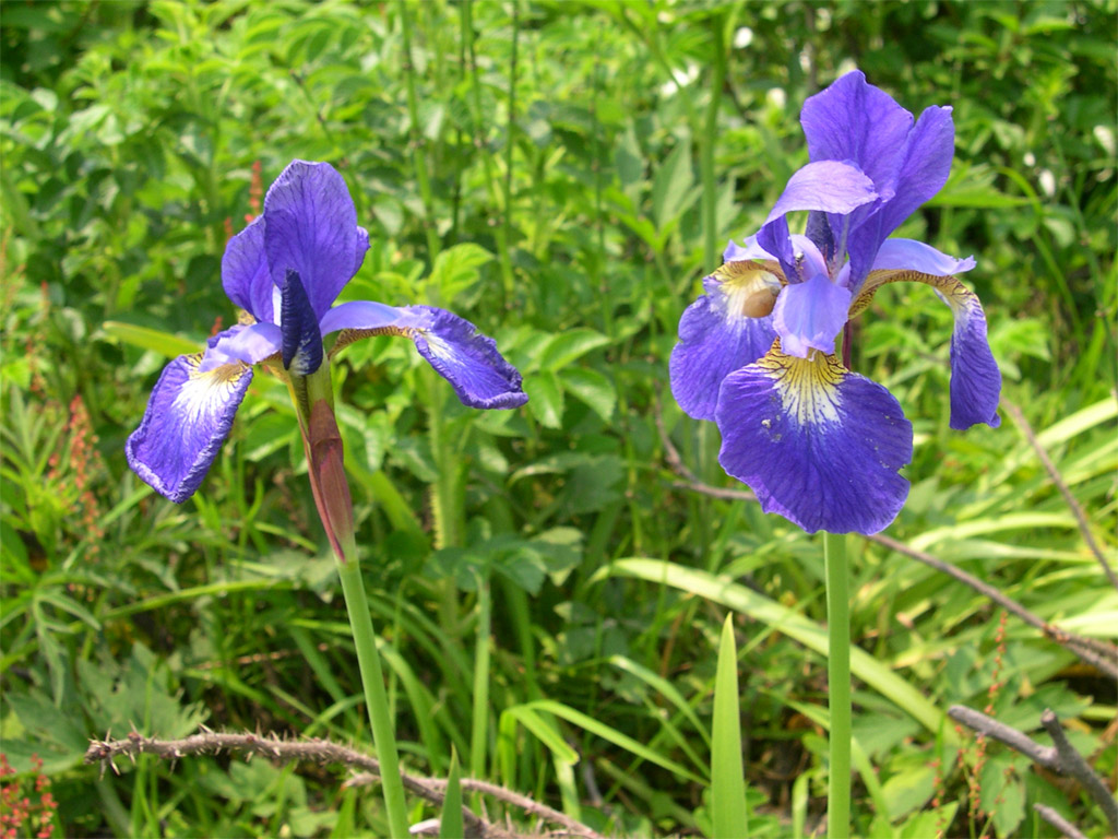 アヤメ Iris sanguinea