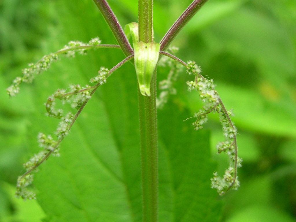 エゾイラクサ Urtica platyphylla