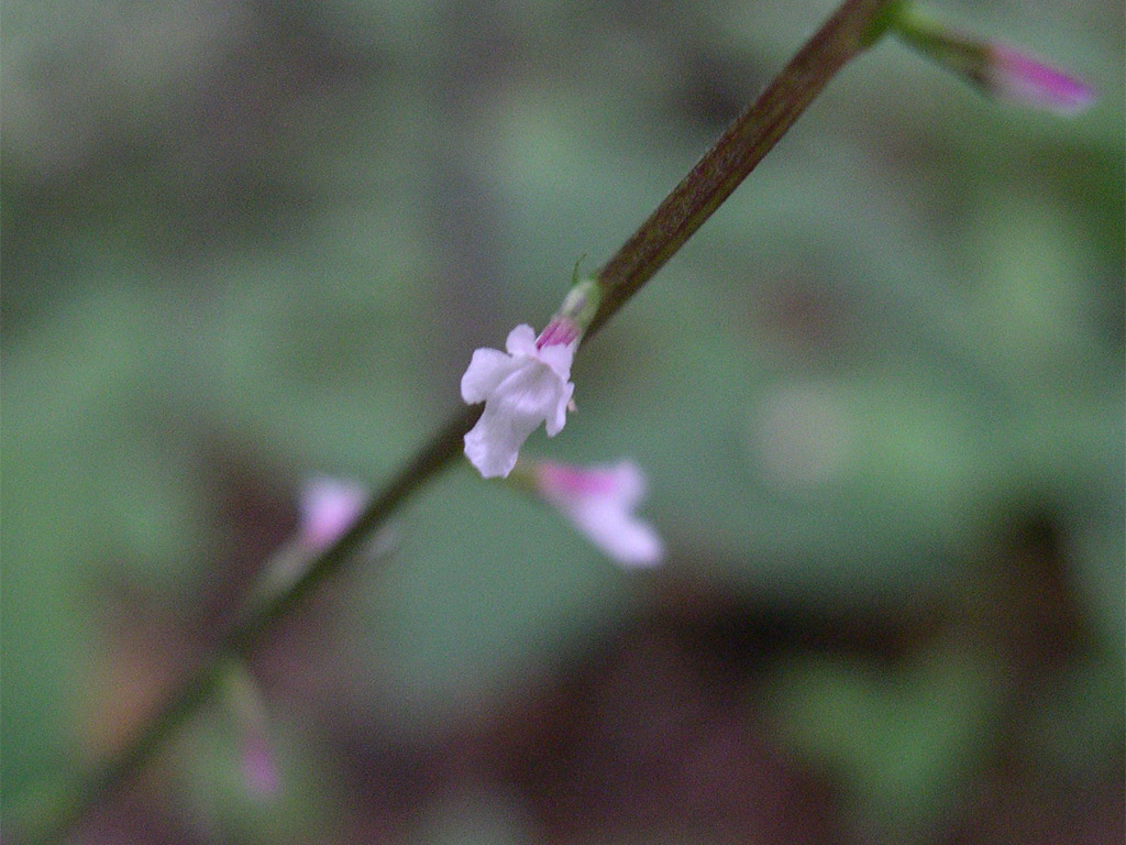 ハエドクソウ Phryma leptostachya subsp. asiatica