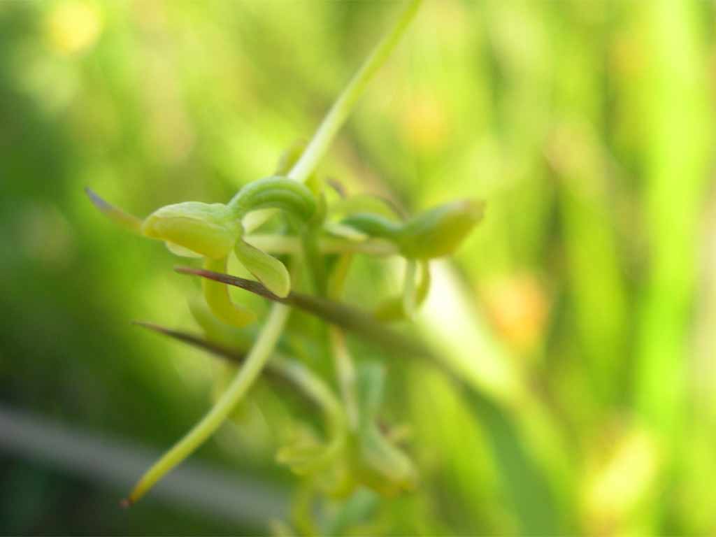 コバノトンボソウ Platanthera tipuloides var. niponica