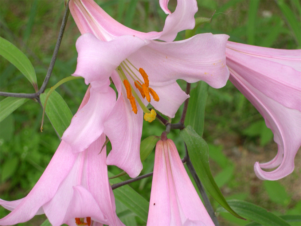 ササユリ Lilium japonicum