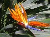 ゴクラクチョウカ