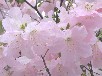 クロフネツツジ