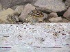 エゾシマリス