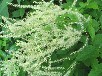 ヤマブキショウマ