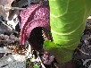 ザゼンソウ