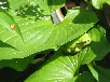 ニホンアマガエル