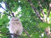 エゾフクロウのヒナ