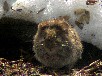 エゾヤチネズミ