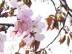 エゾヤマザクラ