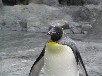 キングペンギン