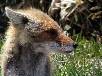 キタキツネ