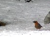ミヤマカケス