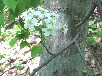 ミヤマザクラ