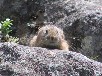 ナキウサギ