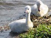オオハクチョウのヒナ