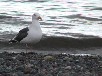 オオセグロカモメ
