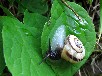 サッポロマイマイ