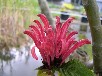 サンゴバナ