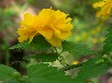 ヤエヤマブキ
