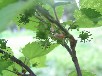 ヤマグワ