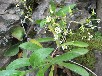 ヤマハナソウ
