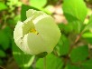 ヤマシャクヤク