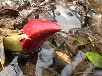 ザゼンソウの芽