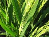 イネ