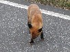 キタキツネ