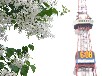 ライラック