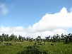 松山湿原