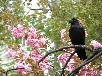 サトザクラ