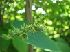 トサミズキの花後