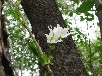 ユスラウメ