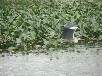 アオサギ