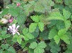 チシマイチゴ
