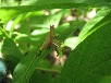 エゾヒョウタンボク