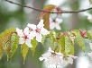 エゾヤマザクラ