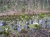 ミズバショウ