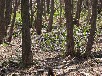 ミズバショウ