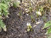 ミズバショウ