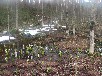 ミズバショウ