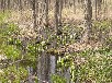 ミズバショウ
