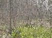 ミズバショウ