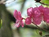 ムラサキヤシオ